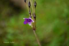 Primula macrophylla